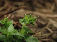 Gentiana tenuissima
