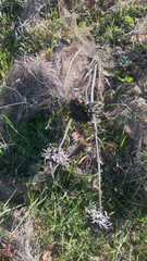 Leonotis nepetifolia