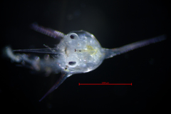 Fabia subquadrata