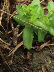 Gentiana tenuissima