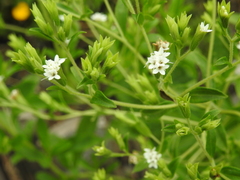 Stevia rebaudiana