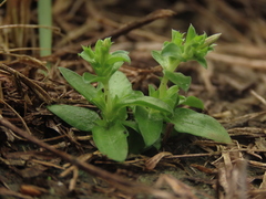 Gentiana tenuissima