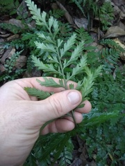 Asplenium lamprophyllum