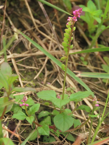 Image of Polygala tatarinowii by (c) chiuluan, some rights reserved (CC BY)
