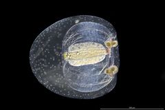 Euphysa