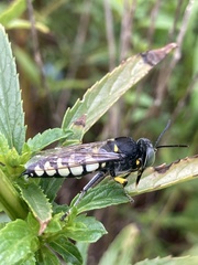 Stictia flexuosa