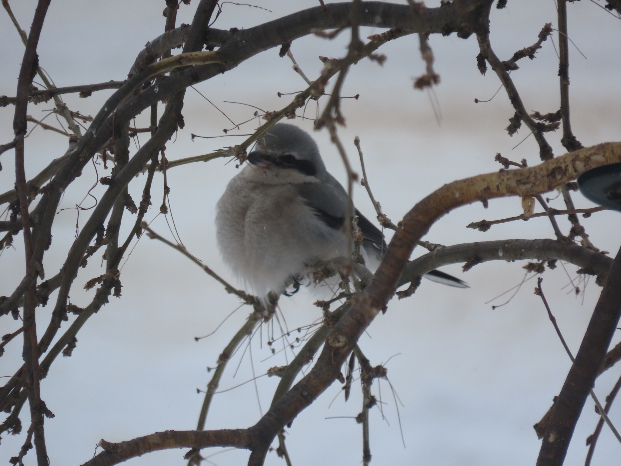Northern Shrike