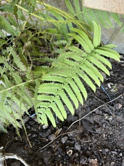 Thelypteridoideae