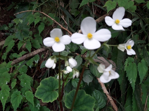 Image of Begonia geranioides by (c) Ferncliffe forest wilding, some rights reserved (CC BY)