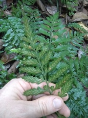 Asplenium lamprophyllum