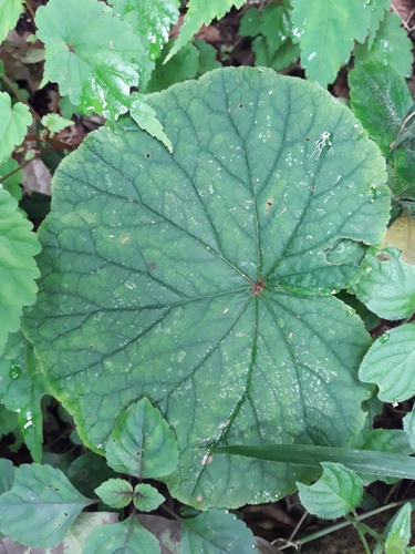 Image of Begonia geranioides by (c) Ferncliffe forest wilding, some rights reserved (CC BY)