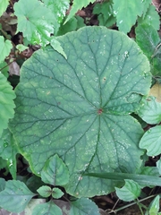 Begonia geranioides