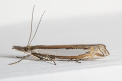 Crambus leachellus