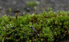 Bryum dichotomum