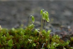 Bryum dichotomum