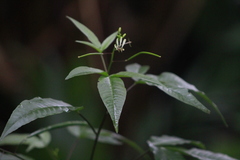 Cleome aculeata