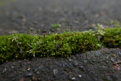 Bryum dichotomum