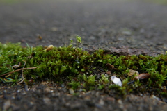 Bryum dichotomum
