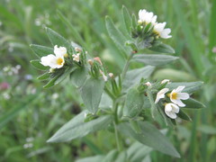 Buglossoides czernjajevii