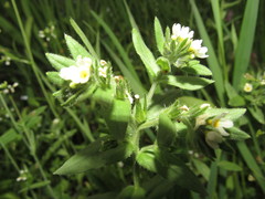 Buglossoides czernjajevii