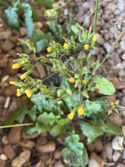 Youngia japonica