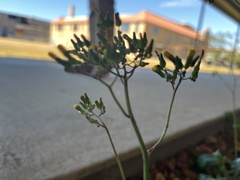 Youngia japonica