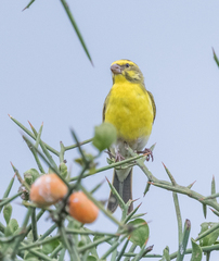 Crithagra dorsostriata