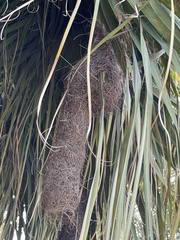 Ploceus ocularis