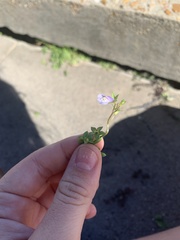 Mazus pumilus