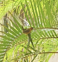 Ploceus ocularis