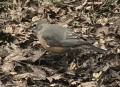 Turdus migratorius