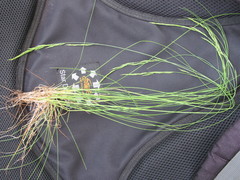 Festuca rupicola