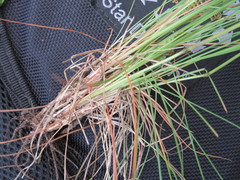Festuca rupicola