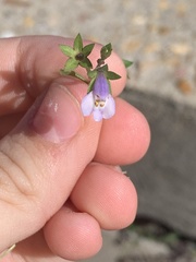 Mazus pumilus
