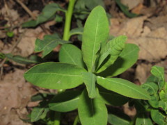 Euphorbia semivillosa