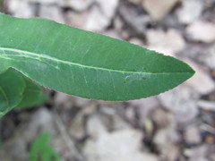 Euphorbia semivillosa