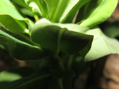 Euphorbia semivillosa