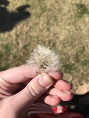 Taraxacum
