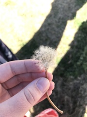 Taraxacum