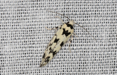 Lichenaula calligrapha