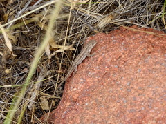 Liolaemus wiegmannii