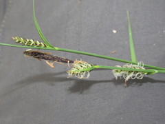 Carex tomentosa