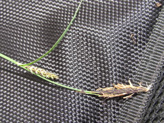 Carex tomentosa