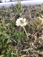 Trifolium repens