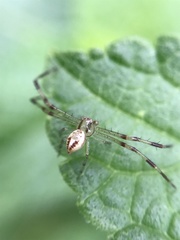 Misumenops