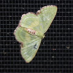 Metallochlora lineata