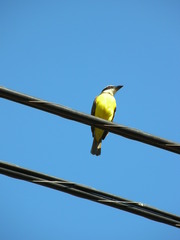 Megarynchus pitangua