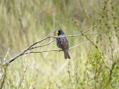 Rhopospina carbonaria
