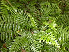 Asplenium lamprophyllum