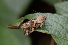 Callopistria yerburii